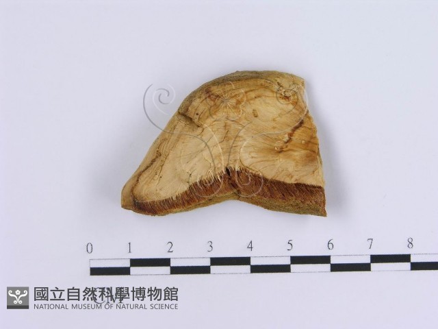 登錄號:F0007155藏品圖，第1張