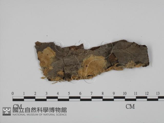 粗糙孢菌屬藏品圖，第1張