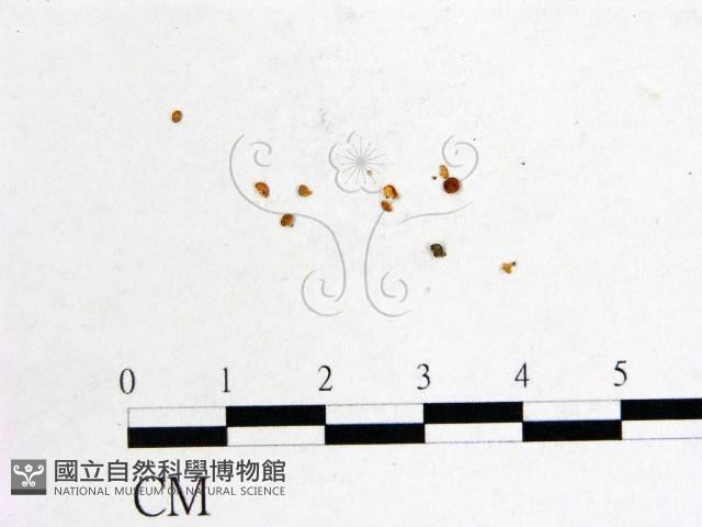 登錄號:F0005155藏品圖，第1張