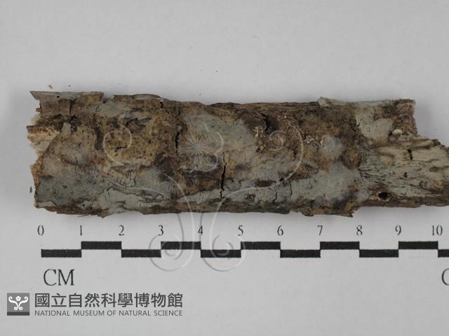 登錄號:F0029155藏品圖，第1張