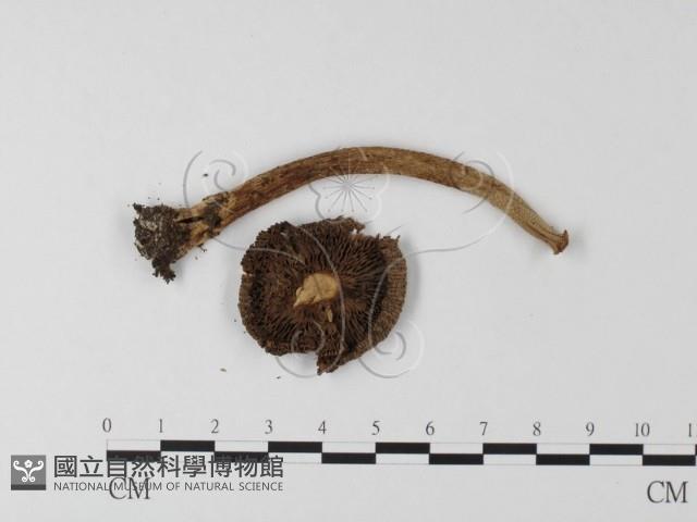 登錄號:F0019155藏品圖，第1張