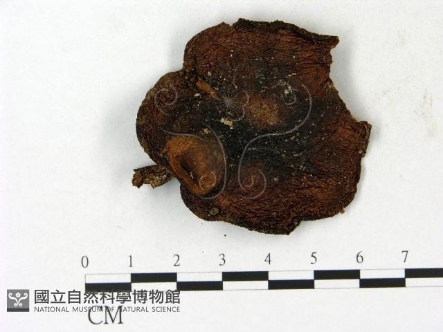 登錄號:F0023155藏品圖，第1張