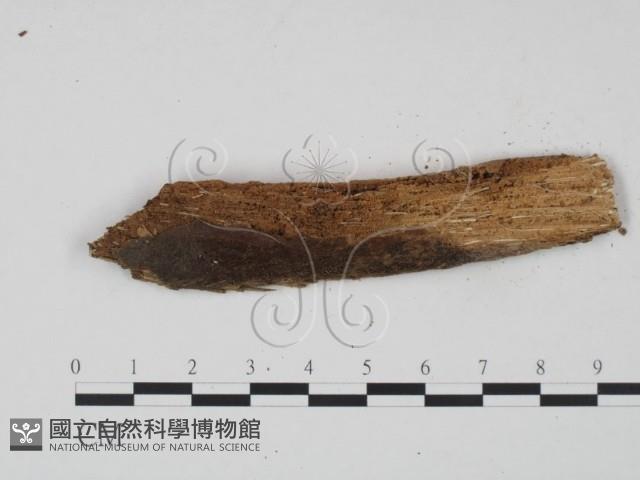 登錄號:F0003155藏品圖，第1張