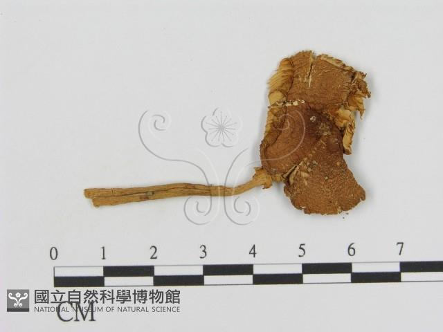 登錄號:F0013155藏品圖，第1張