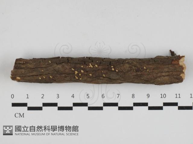 登錄號:F0033155藏品圖，第1張