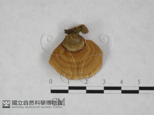 韌革菌屬藏品圖，第1張