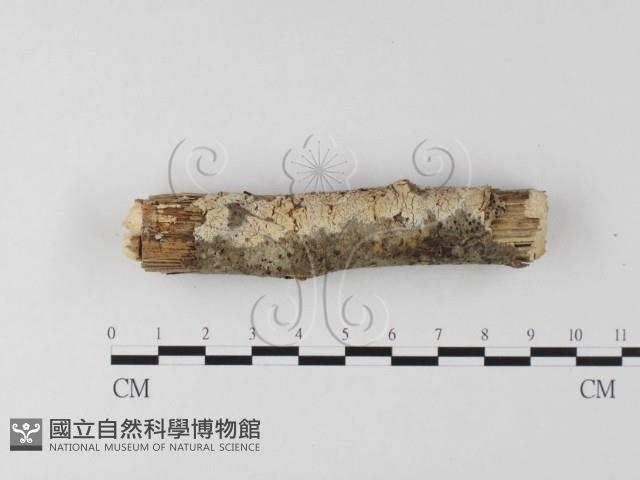 登錄號:F0020055藏品圖，第1張