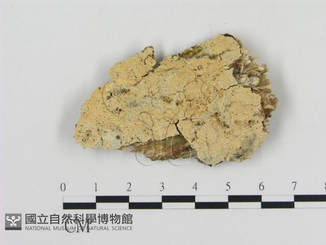 登錄號:F0000055藏品圖，第1張