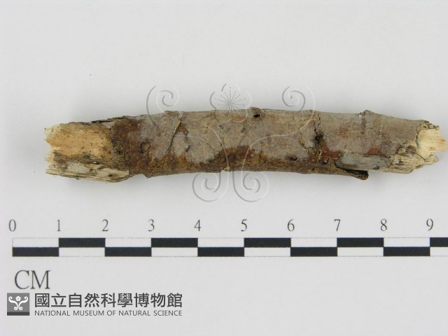 登錄號:F0010055藏品圖，第1張