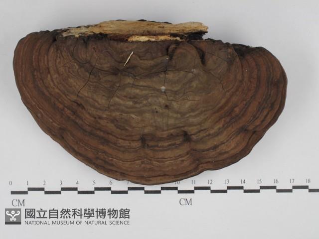 靈芝屬藏品圖，第1張