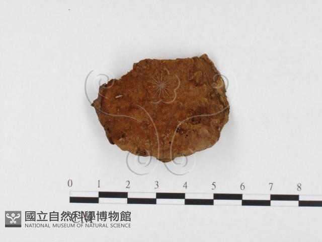 登錄號:F0026055藏品圖，第1張