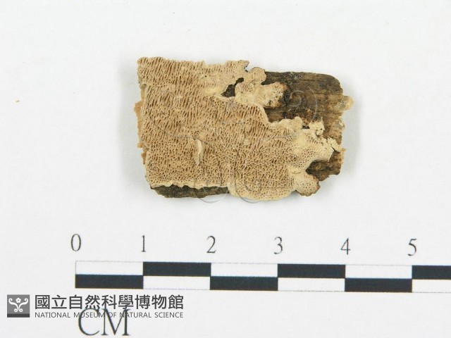 登錄號:F0006055藏品圖，第1張