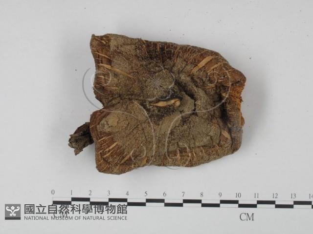 登錄號:F0016055藏品圖，第1張