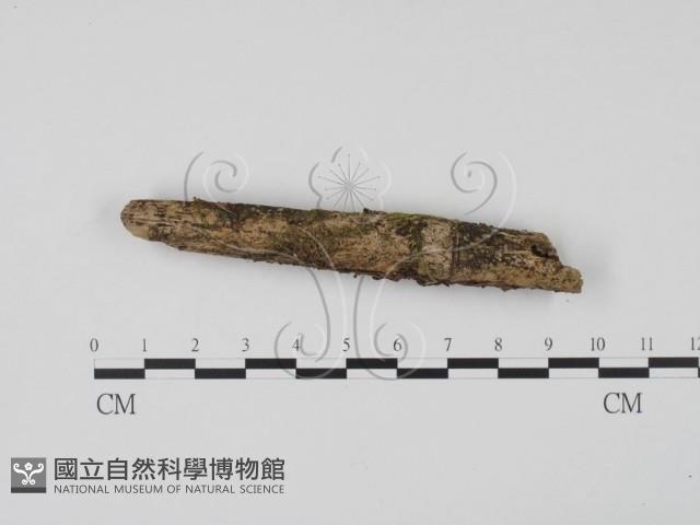 登錄號:F0021055藏品圖，第1張