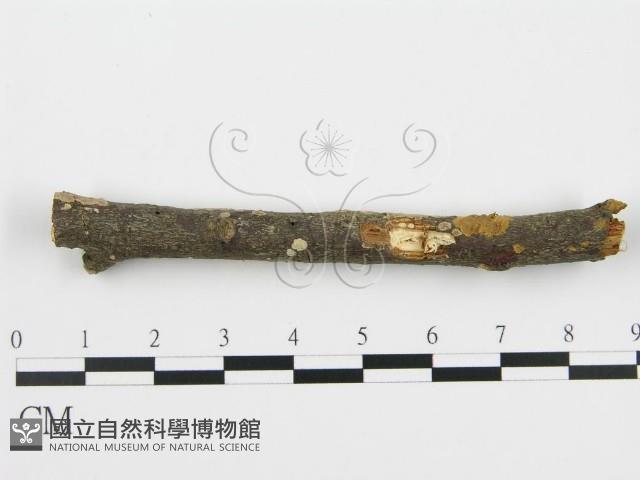 登錄號:F0001055藏品圖，第1張