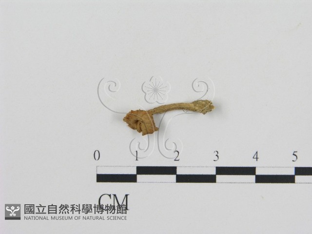登錄號:F0011055藏品圖，第1張