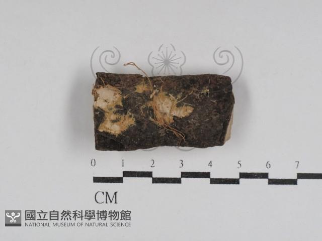 登錄號:F0031055藏品圖，第1張