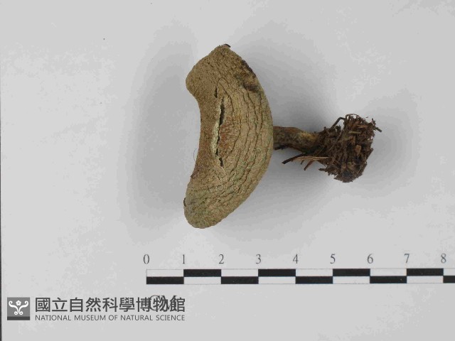 登錄號:F0024055藏品圖，第1張