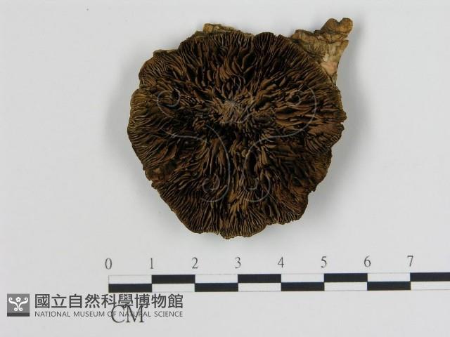 登錄號:F0014055藏品圖，第1張