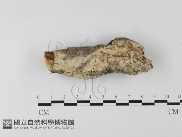 顯絲菌屬藏品圖，第1張