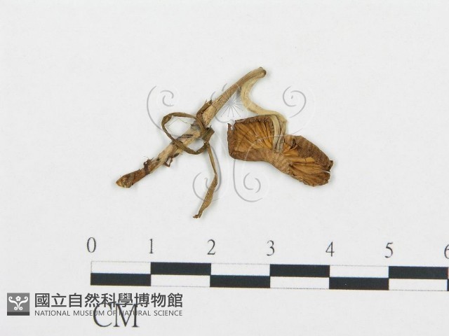 杯傘屬藏品圖，第1張