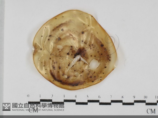 登錄號:F0032055藏品圖，第1張