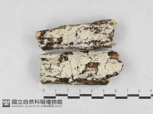 冇骨消絲齒菌藏品圖，第1張