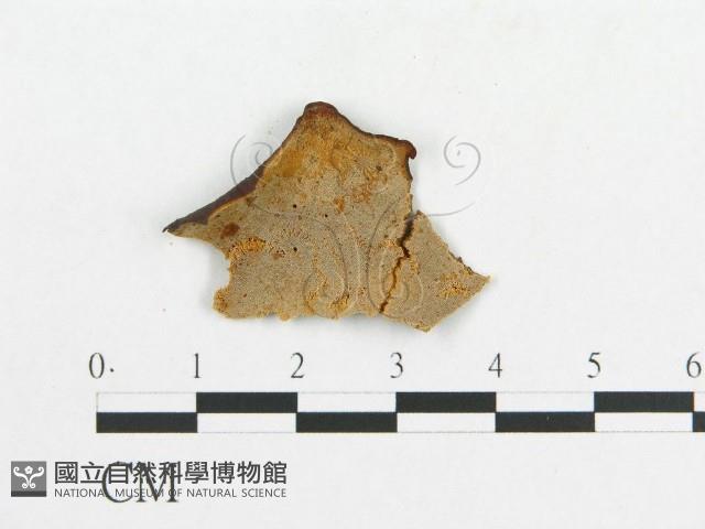 登錄號:F0007055藏品圖，第1張