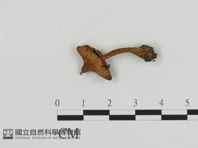 登錄號:F0017055藏品圖，第1張