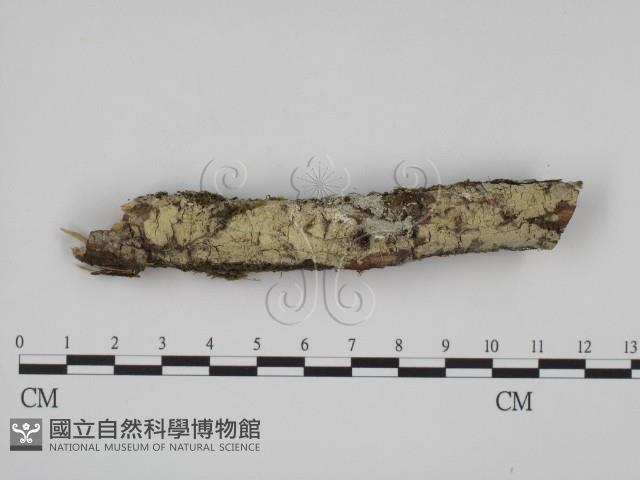 叉絲革菌屬藏品圖，第1張