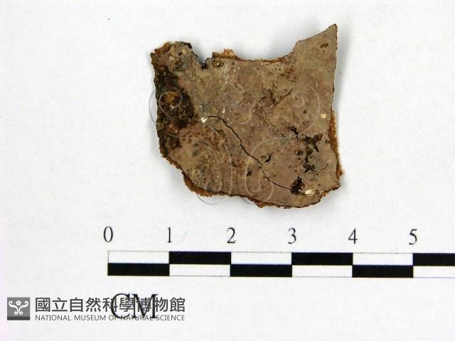 顯絲菌屬藏品圖，第1張