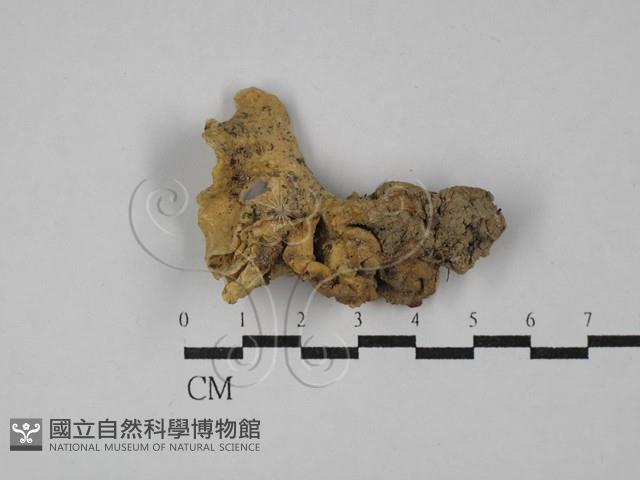 登錄號:F0029055藏品圖，第1張