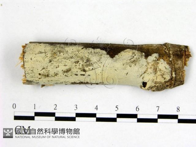 顯絲菌屬藏品圖，第1張