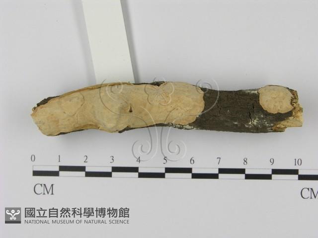 登錄號:F0003055藏品圖，第1張