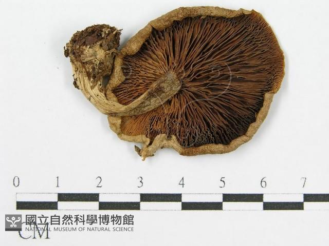 登錄號:F0013055藏品圖，第1張