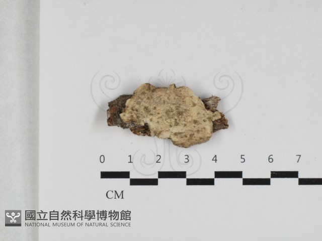 登錄號:F0033055藏品圖，第1張