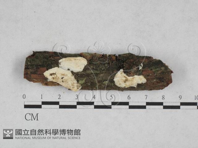 寡孔菌屬藏品圖，第1張