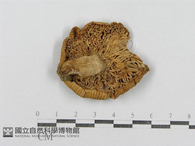 紅菇屬藏品圖，第1張