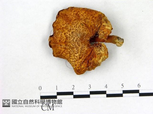 登錄號:F0020355藏品圖，第1張
