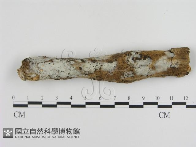 登錄號:F0000355藏品圖，第1張