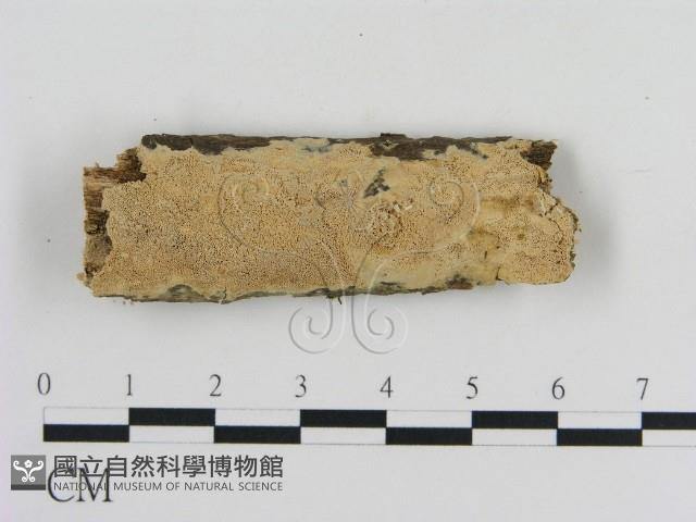 登錄號:F0010355藏品圖，第1張