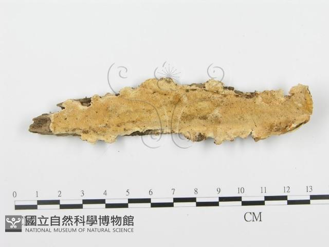 登錄號:F0006355藏品圖，第1張