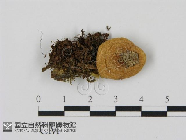 乳菇屬藏品圖，第1張