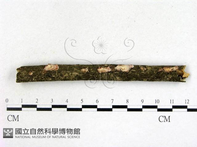登錄號:F0021355藏品圖，第1張