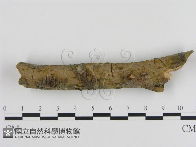 刺革菌屬藏品圖，第1張