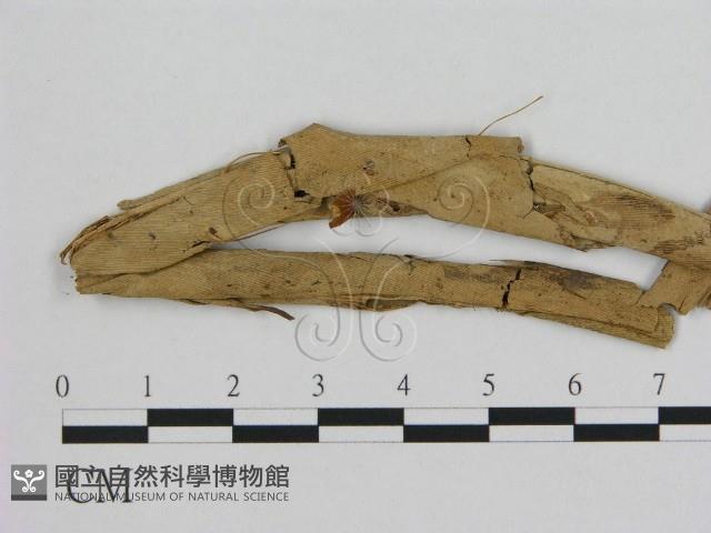 小皮傘屬藏品圖，第1張