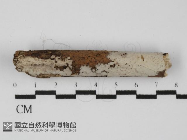 Accession Number:F0031355 Collection Image, Figure 1, Total 2 Figures