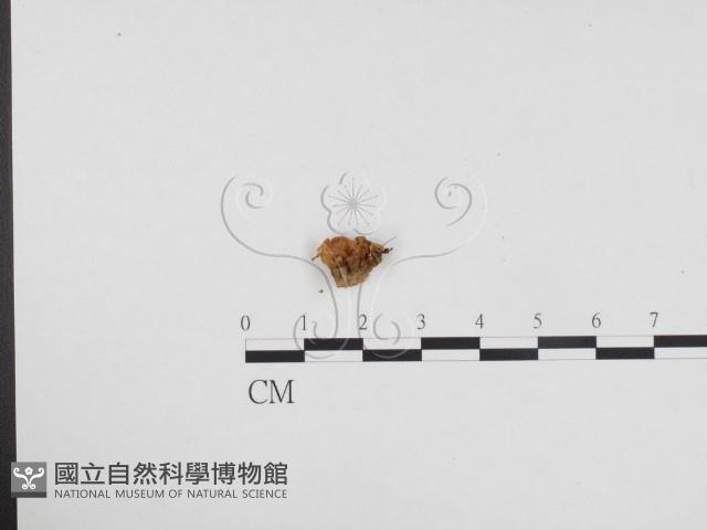 登錄號:F0024355藏品圖，第1張