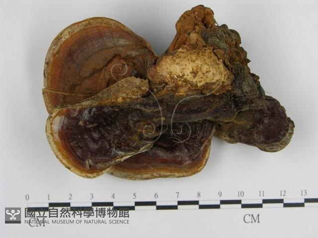 登錄號:F0004355藏品圖，第1張