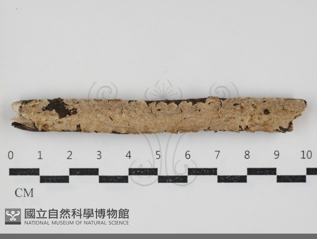 登錄號:F0034355藏品圖，第1張